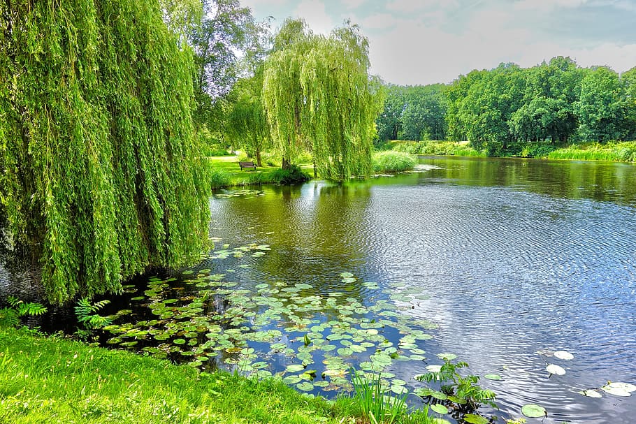 green, trees, lake, pond, willow, weeping willow, water lily, park, scenery, scenic
