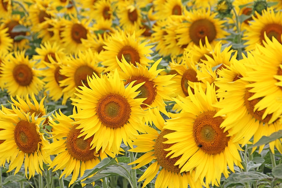bed of sunflower, flower, plant, nature, summer, floral, sun flower, field, agriculture, yellow