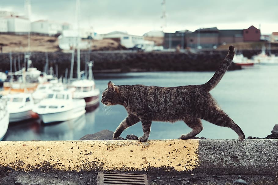 gray, tabby, cat, walking, concrete, barrier, yacht, pet, animal, outside