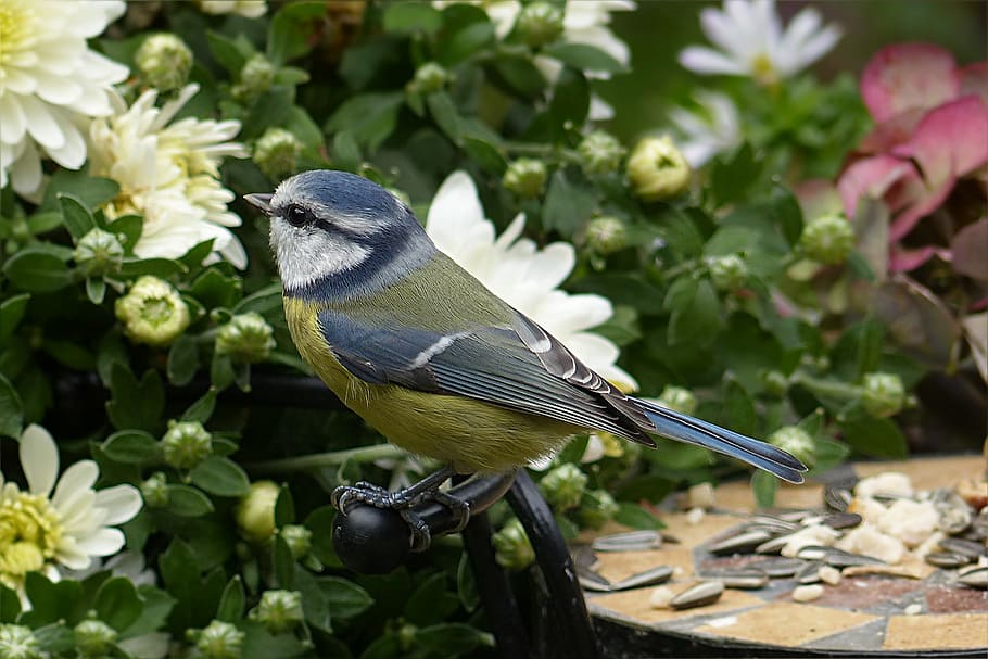gray, yellow, bird, standing, chair headrest, tit, blue tit, cyanistes caeruleus, small bird, foraging