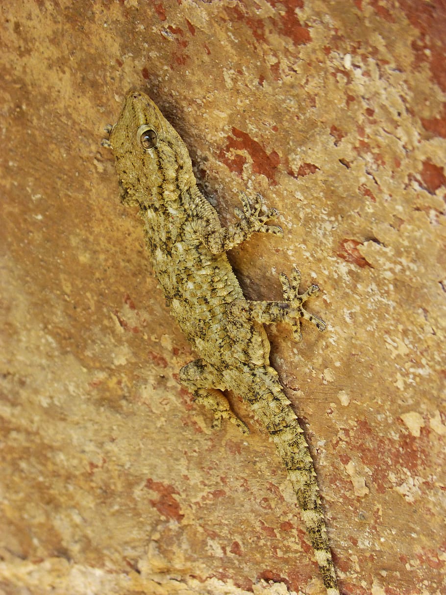 gecko, dragon, reptile, camouflage, texture, lizard, animal, animal themes, vertebrate, one animal