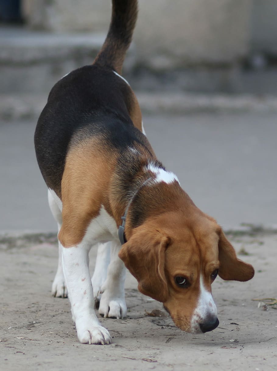 beagle, dog, cheerful, playful, brown, animals, canine, one animal, domestic animals, mammal