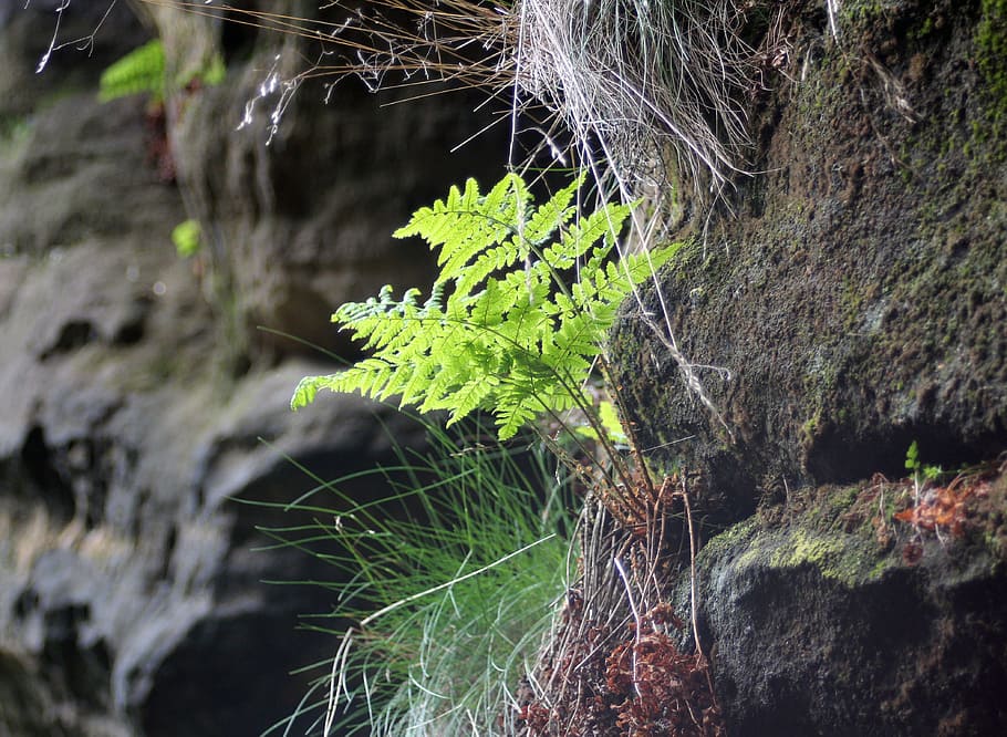 fern, fern green, green, rock, stone, hiking, moist, mountain, nature, rocks