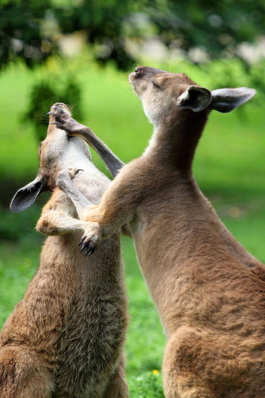 lucha de canguros, canguros, lucha, animales, Australia, fotos, canguro, mamíferos, naturaleza, dominio público