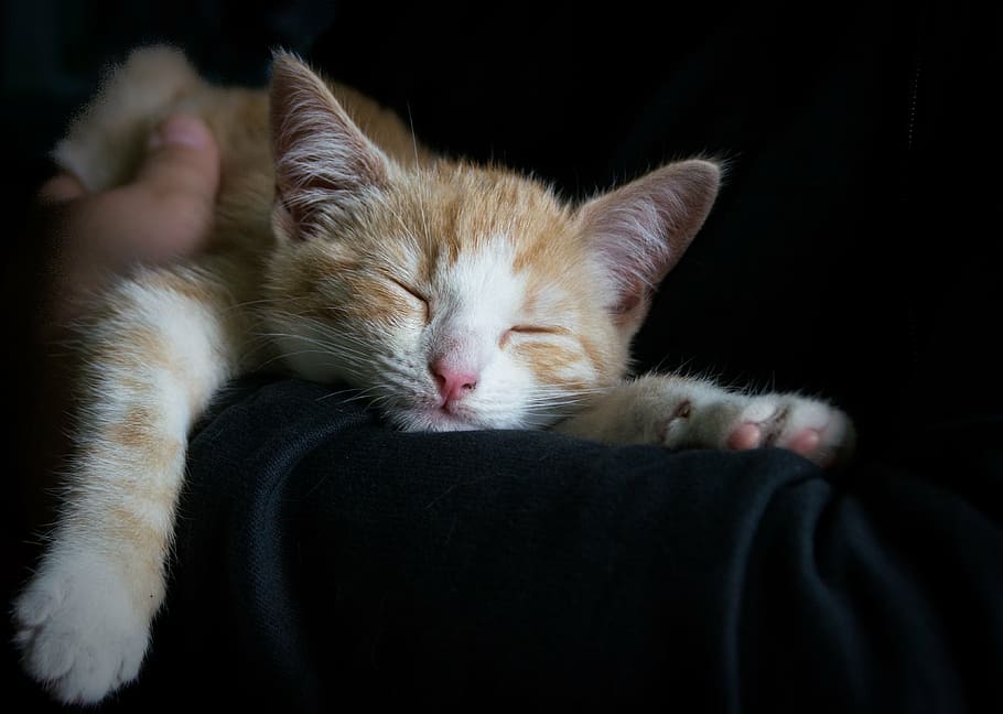 oranye, kucing betina, kucing, hitam, tekstil, nyaman, tidur, selamat malam, lelah, lucu