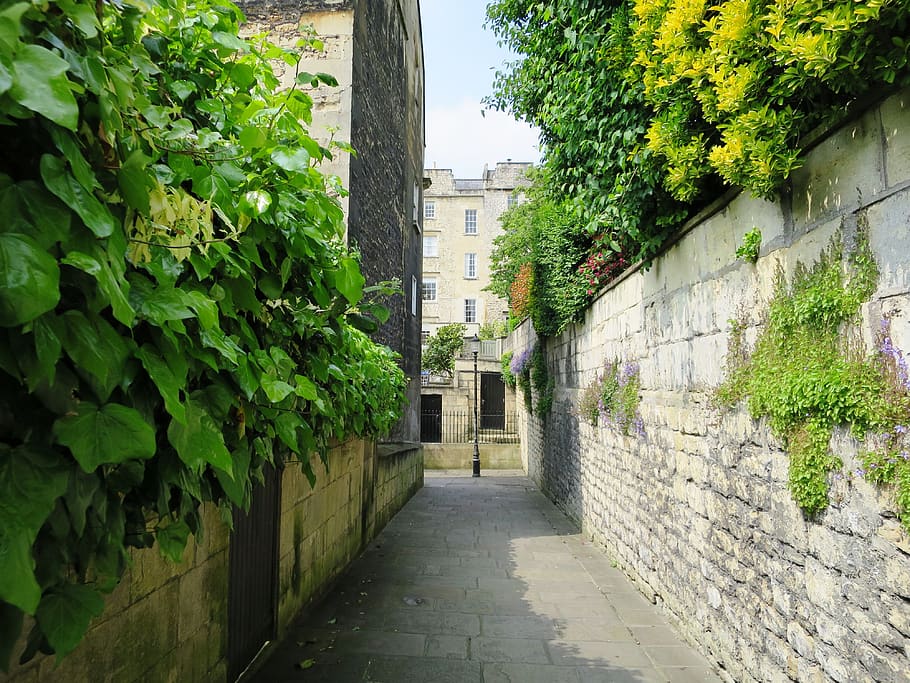 england, bath in england, alley, plant, green, architecture, built structure, building exterior, wall, growth
