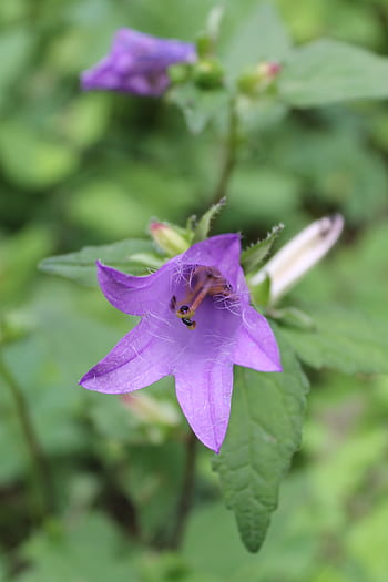 Página 9 | Fotos flores silvestres violetas libres de regalías | Pxfuel