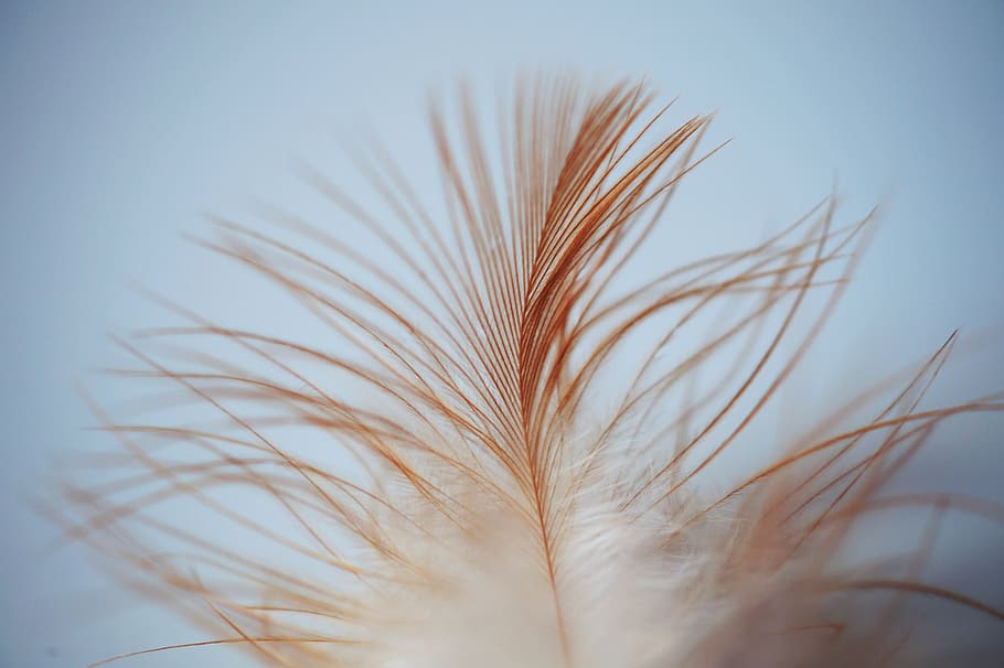 brown, feather, macro shot, leaves, bird, strand, white, smooth, nature, cereal plant