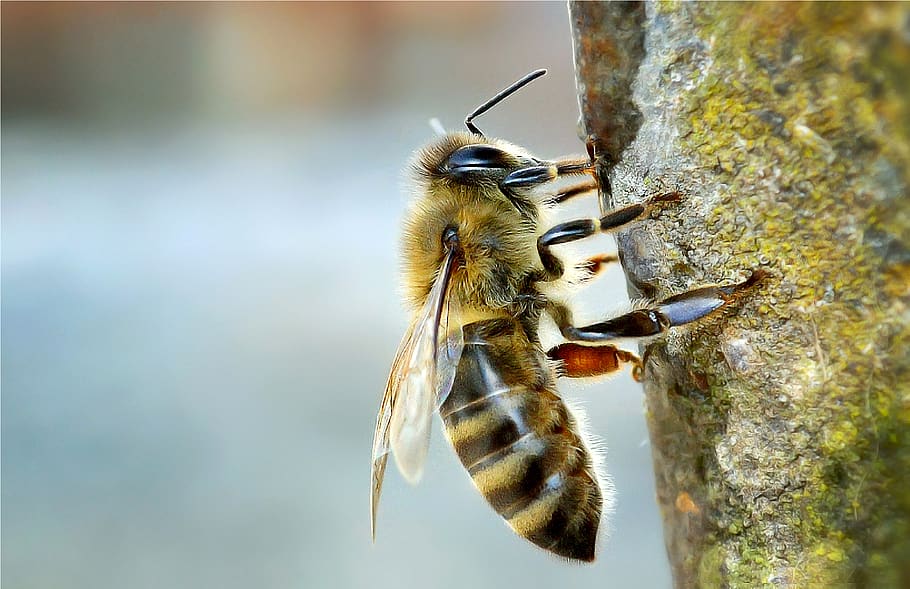 abelha, inseto, macro, natureza, verão, close-up, pólen, mel, asas, listras