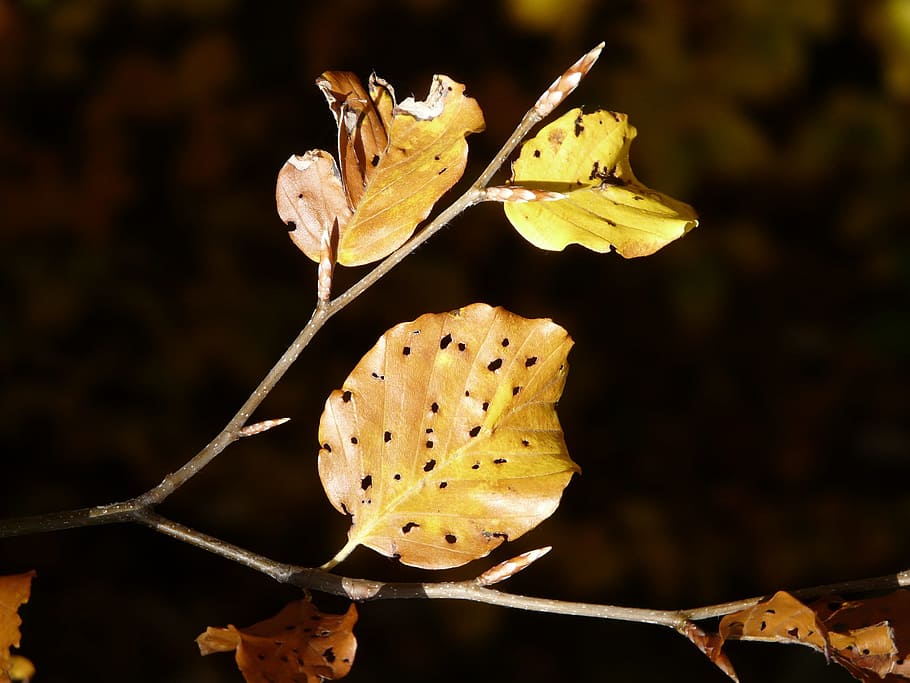 Leaves, Fall Foliage, Disease, winter moth, beech leaf, leaf, beech, injury, ill, dry