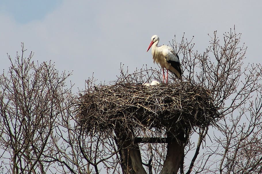 stork, nest, bird, nesting, stork's nest, wings, nature, feather, large, fly