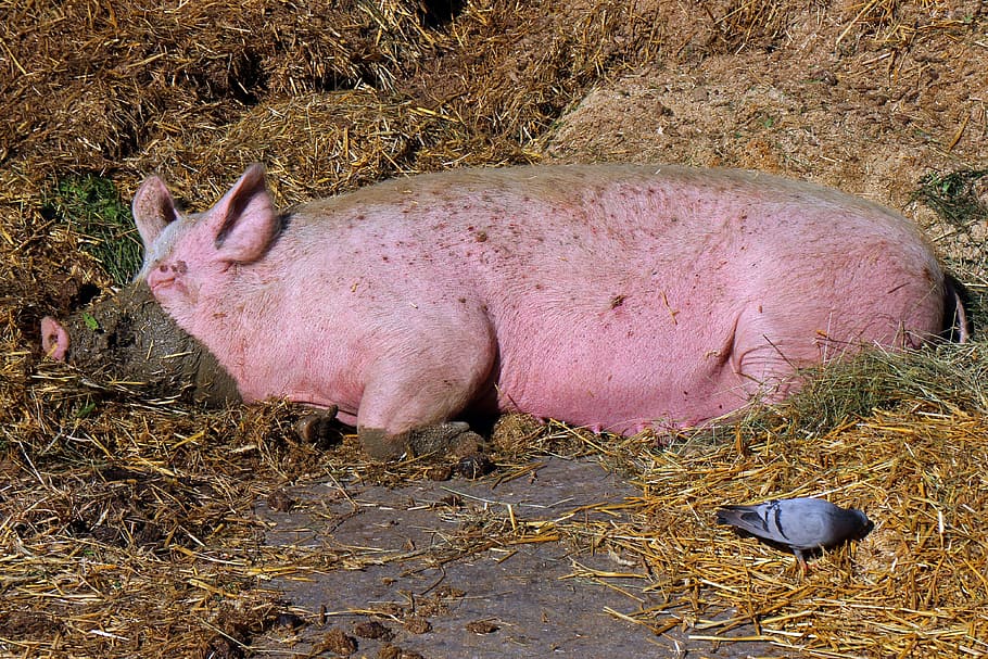 pig, sow, mammal, domestic pig, livestock, agriculture, dirty, smeared, wallow, animal themes