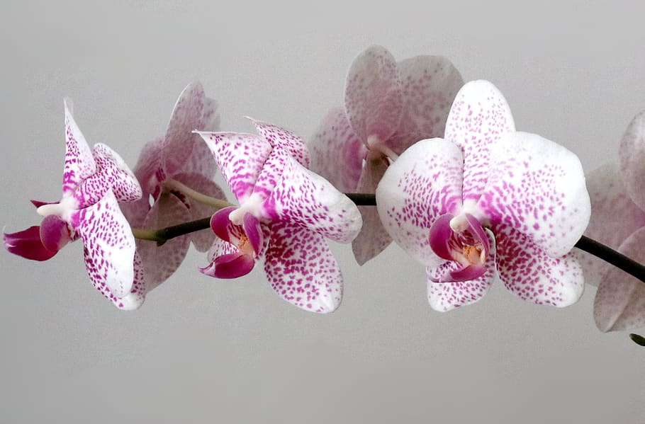 orquídea, phalaenopsis, můrovec, flor, blanco, morado, belleza en la naturaleza, color rosa, planta floreciendo, planta