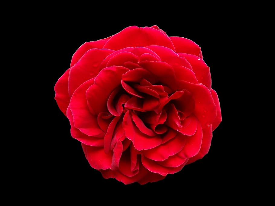 red rose illustration, rose, red, flower, black background, studio shot, flowering plant, beauty in nature, petal, inflorescence