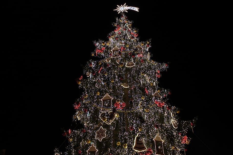 Sapling, Natal, ornamen, pohon natal, malam, lampu, perayaan, dekorasi natal, pohon, budaya