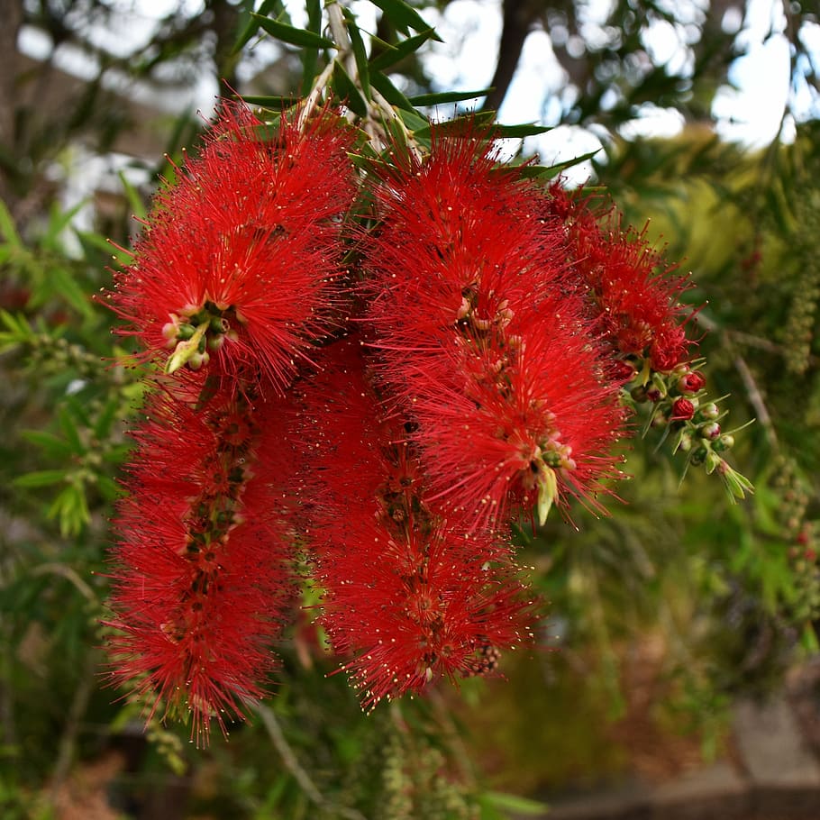 banksia, australian, native, flower, plant, flora, bush, nature, green, leaves
