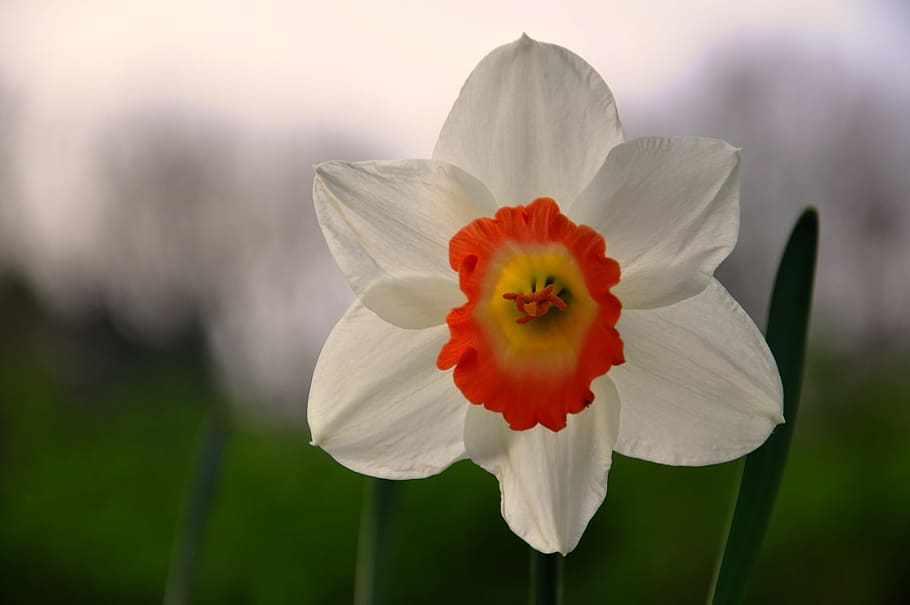 close, red, white, daffodil flower, daytime, close up, Daffodil, flower, spring, blossom