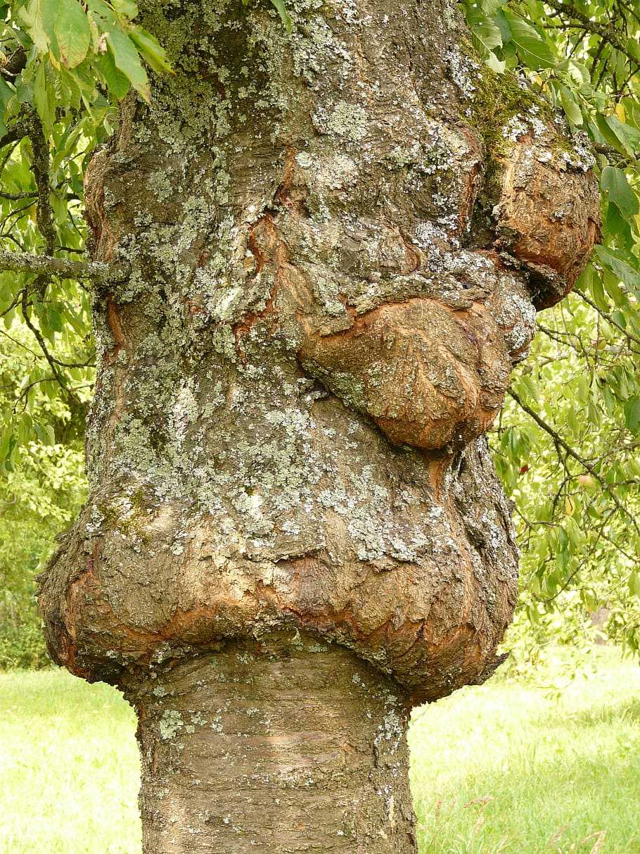 tree, disease, proliferation, canker, fruit tree cancer, fungal infection, cherry, cherry bark, bark, wood
