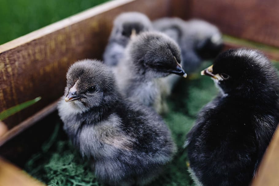 bayi ayam hitam, anak ayam, hewan, imut, menggemaskan, burung, hitam, ayam, bayi, paskah