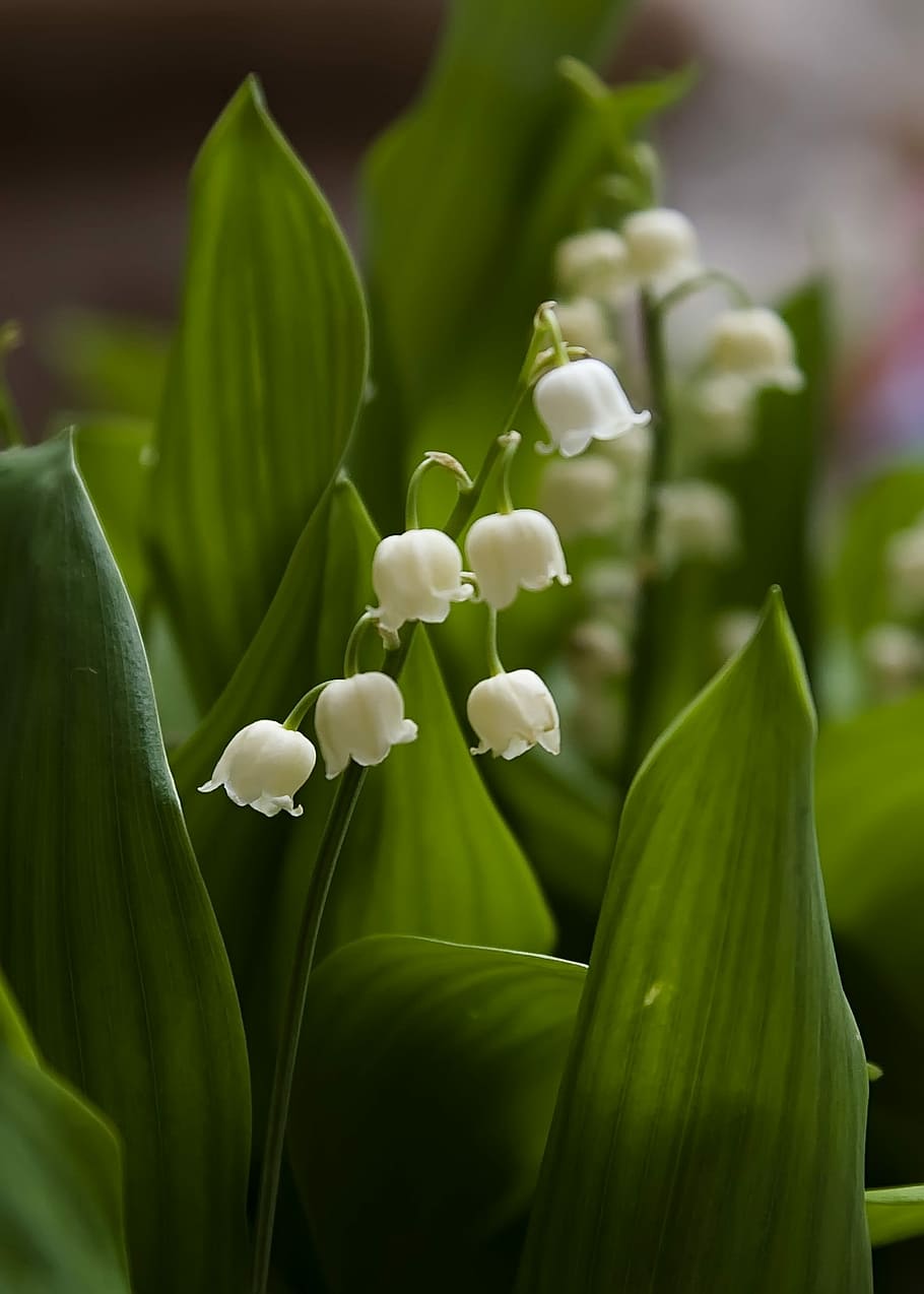 Flowers, Lily Of The Valley, Valley, Spring, spring, flower, nature, green color, plant, freshness, scented