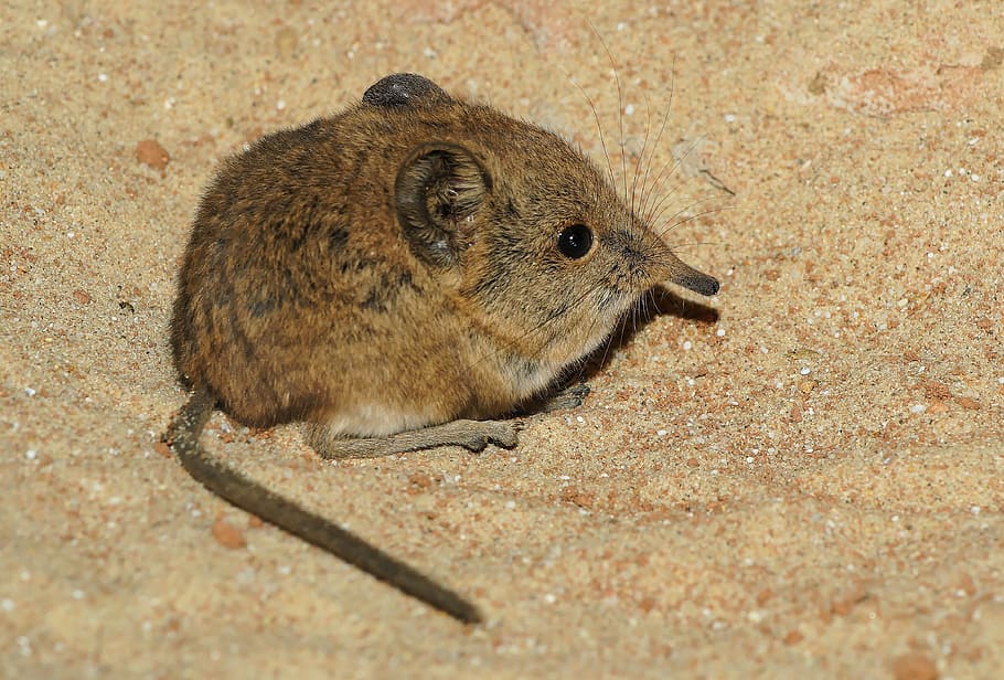 kangaroo rodent, elephant shrews, tree shrews, african mouse, long nose