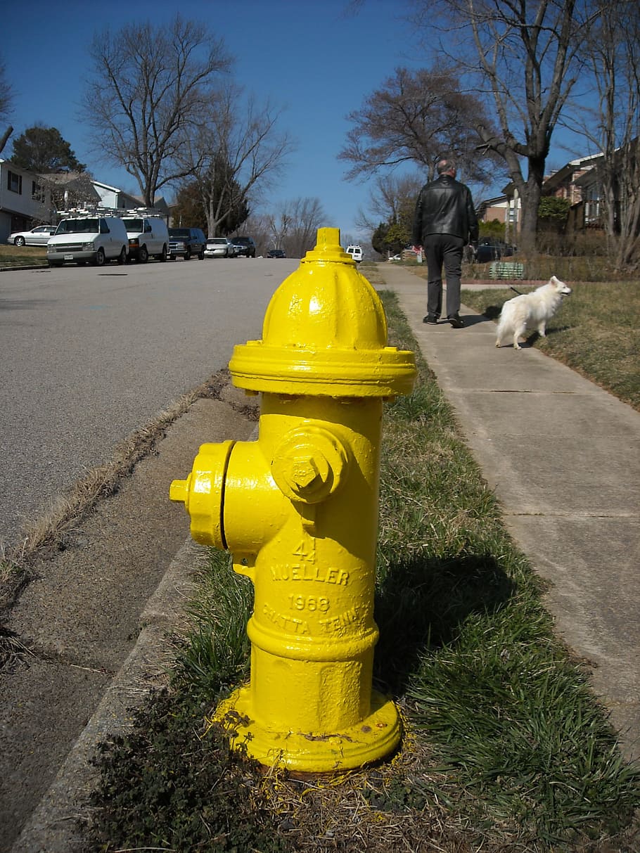 黄色, 消火栓, 青, 空, 通り, 犬, 散歩, 火災, 安全性, 金属