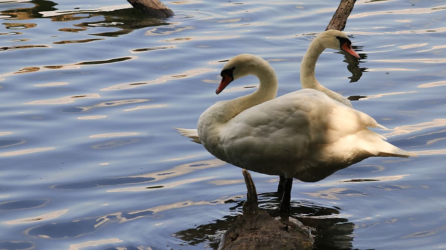 swans, bank, lake, water, nature, beautiful, waters, rest, vertebrate, animal wildlife