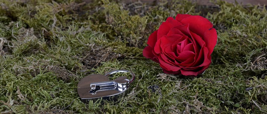 red, rose, flower, gray, heart padlock, key, grass, heart, castle, open