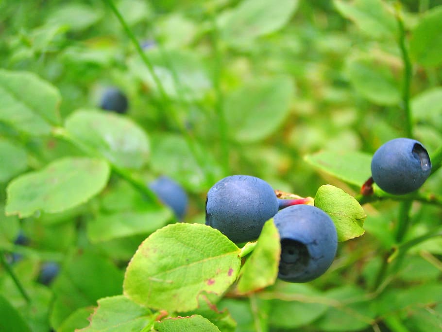 dangkal, fotografi fokus, blueberry, tumbuh, pandangan dekat, bilberry, painleberry, berry, mentah, matang