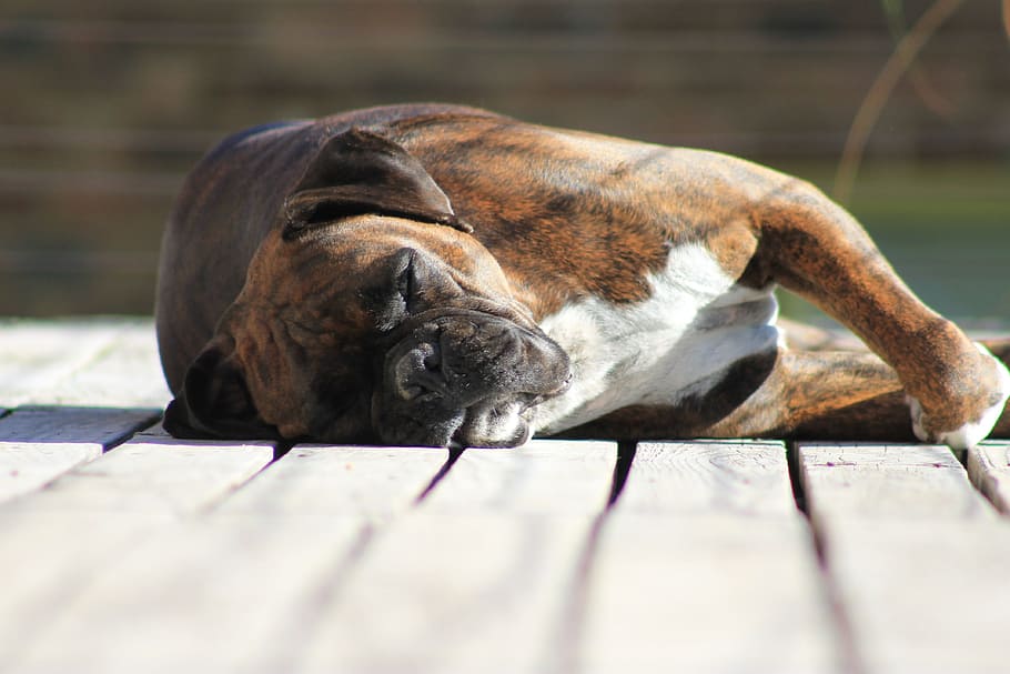 Boxer, Sleeping, Dog, satu hewan, tidak ada orang, tema binatang, hari, berbaring, di luar rumah, tema hewan