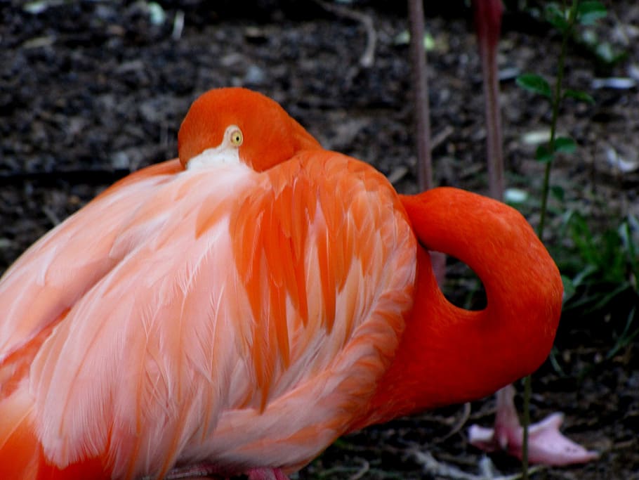 flamingo, bird, animal, pink, wildlife, exotic, tropical, natural, beak, feather