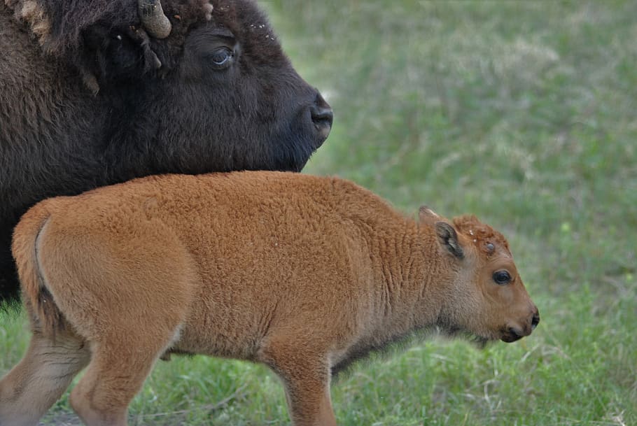 bison, buffalo, young bison, family, mothering, together, pasture, help, mammal, animal themes