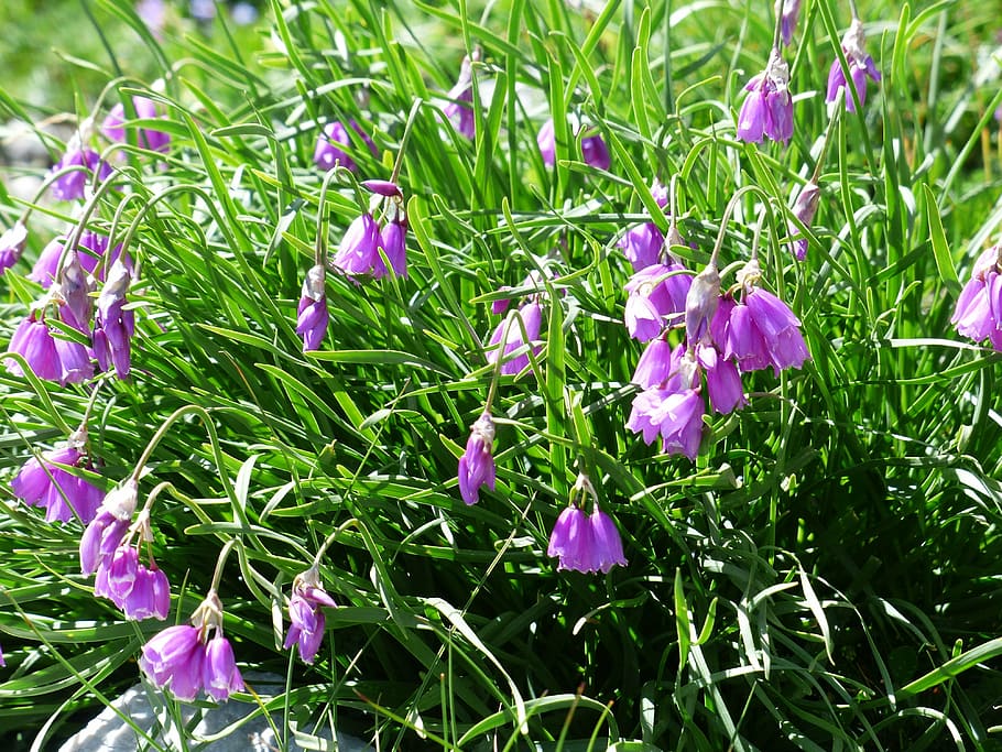 piedmont leek, flower, blossom, bloom, pink, purple, narcissus flowered leek, allium narcissiflorum, amaryllidaceae, daffodils leeks