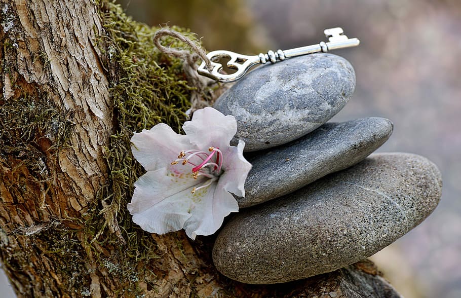 branco, flor, ao lado, cinza, pedras, equilíbrio, harmonia, inspiração, intuição, espiritual