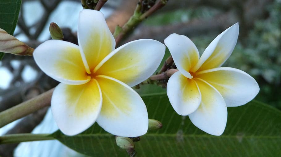 white-and-yellow plumeria flower, bali, flowers, frangipani, white, yellow, nature, plant, flower, day