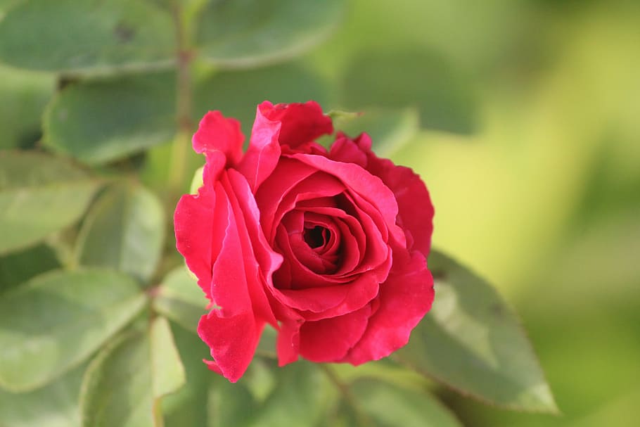Rosa roja, flor, Pixabay, rosa, rosa - flor, naturaleza, pétalo, crecimiento, belleza en la naturaleza, planta