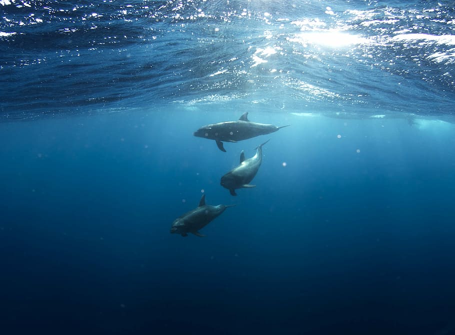 three, dolphins, deep, sea, killer, whales, body, water, underwater, blue