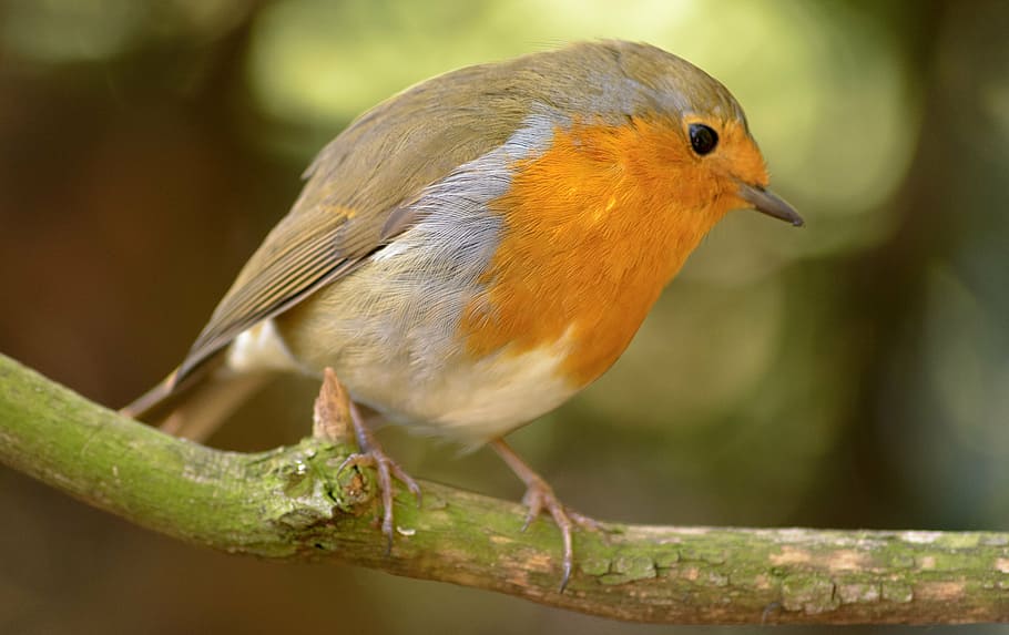 focus photography, european robin bird, robin, anna, bird, wildlife, animal, nature, wild, orange
