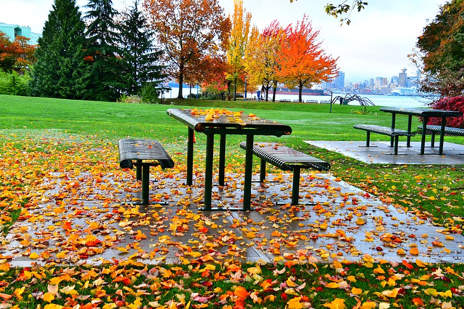 musim gugur, musim, daun, lanskap, ucapan syukur, apel, alam, maple, outdoor, kuning