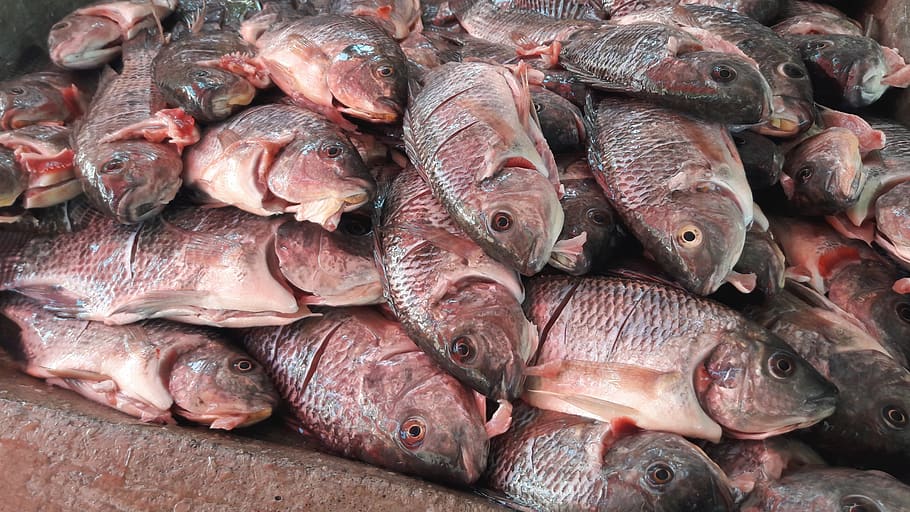 fresh, fish, fishes, food, seafood, raw, mojarra, food and drink, freshness, wellbeing