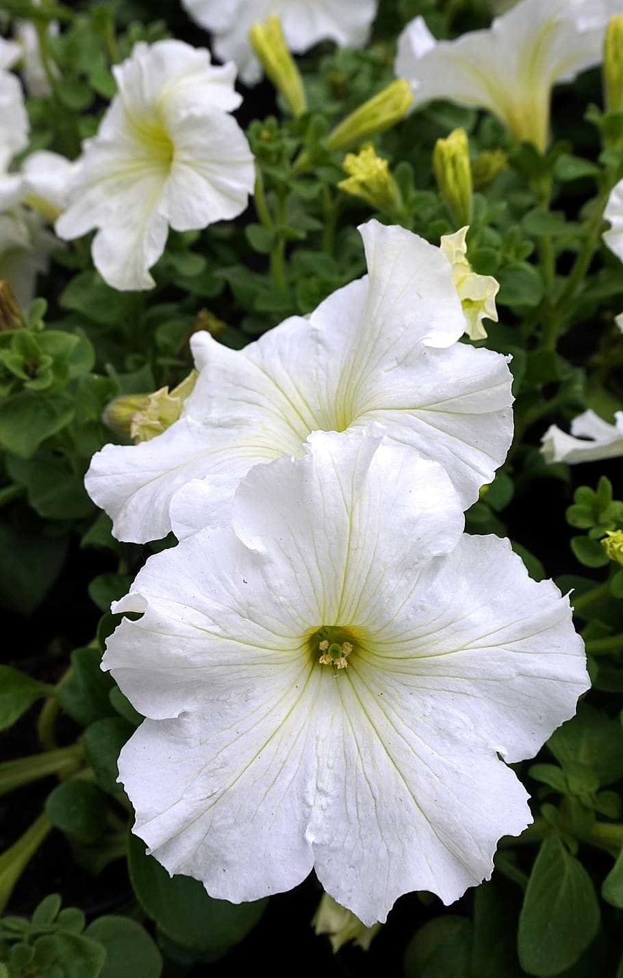 petunia, white, blossom, bloom, flower, garden petunia, flowering plant, fragility, beauty in nature, vulnerability
