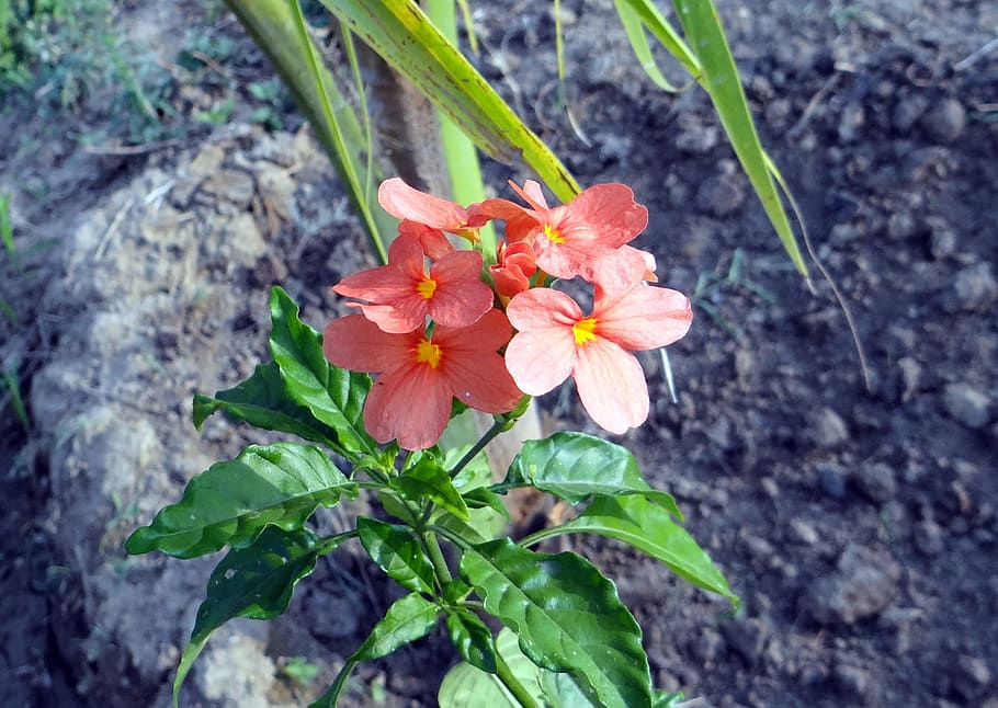 flower, crossandra infundibuliformis, Flower, Crossandra Infundibuliformis, firecracker flower, kanakambaram, floral, plant, natural, blossom, bloom