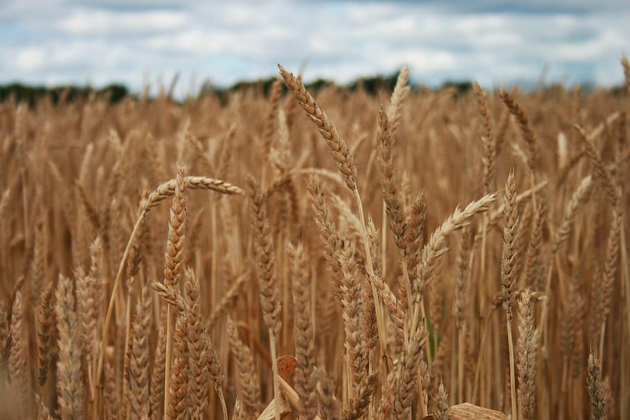 wheat, field, farm, farming, agriculture, barley, land, crop, landscape, pasture