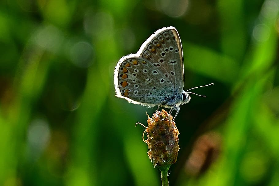 butterfly, common blue, close up, nature, heat, insect, animal wildlife, animal, invertebrate, animal themes