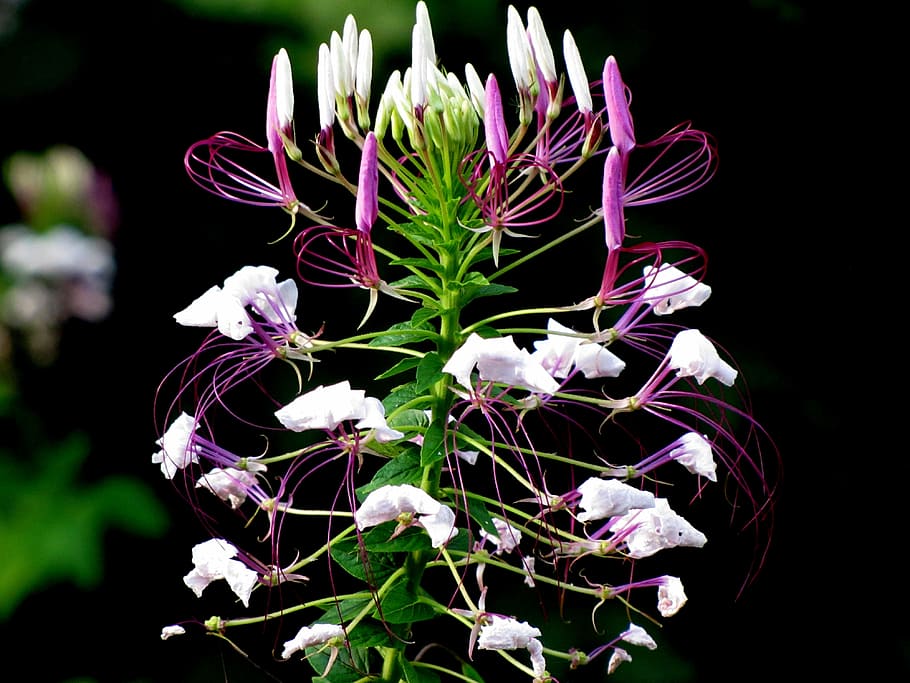 putih, ungu, bunga, fotografi close-up, cleome hassleriana, spider flower, spider plant, cleome, alam, tanaman