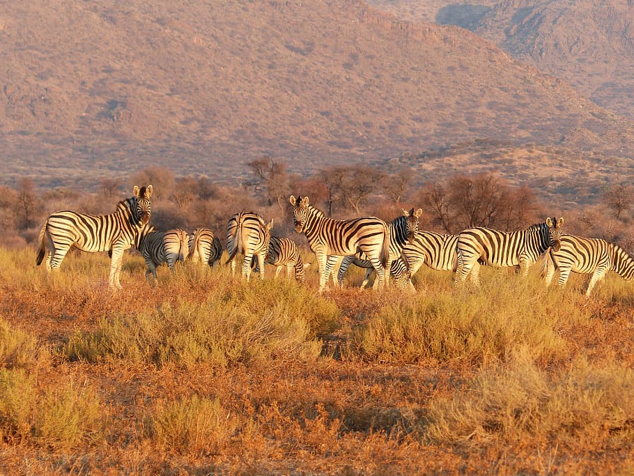 herd of zebra, herd, Zebra, africa, safari Animals, wildlife, savannah, animals In The Wild, nature, east Africa
