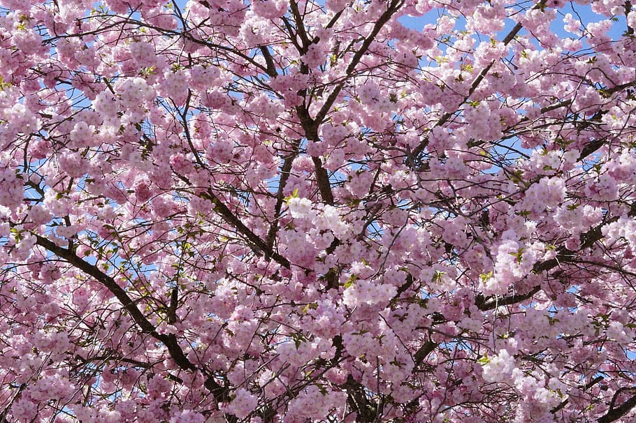 cerezos japoneses, cerezo ornamental, árbol de flores, rosa, flor, floración, árbol, primavera, cereza floreciente japonesa, cereza japonesa