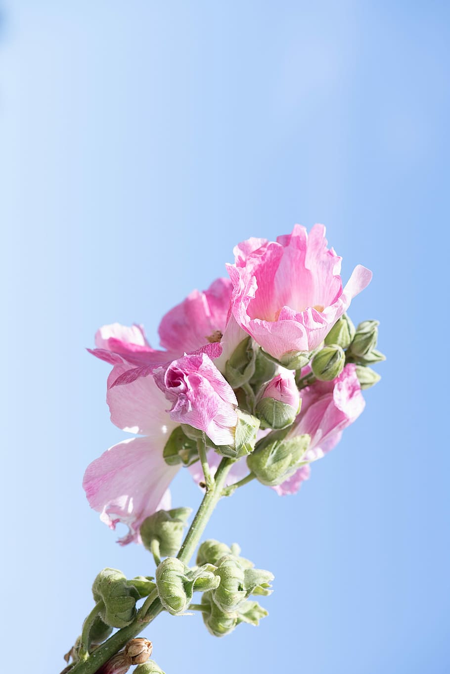 stock rose, pink, hollyhock merah muda, bunga, bunga merah muda, alam, flora, taman, langit, dekat
