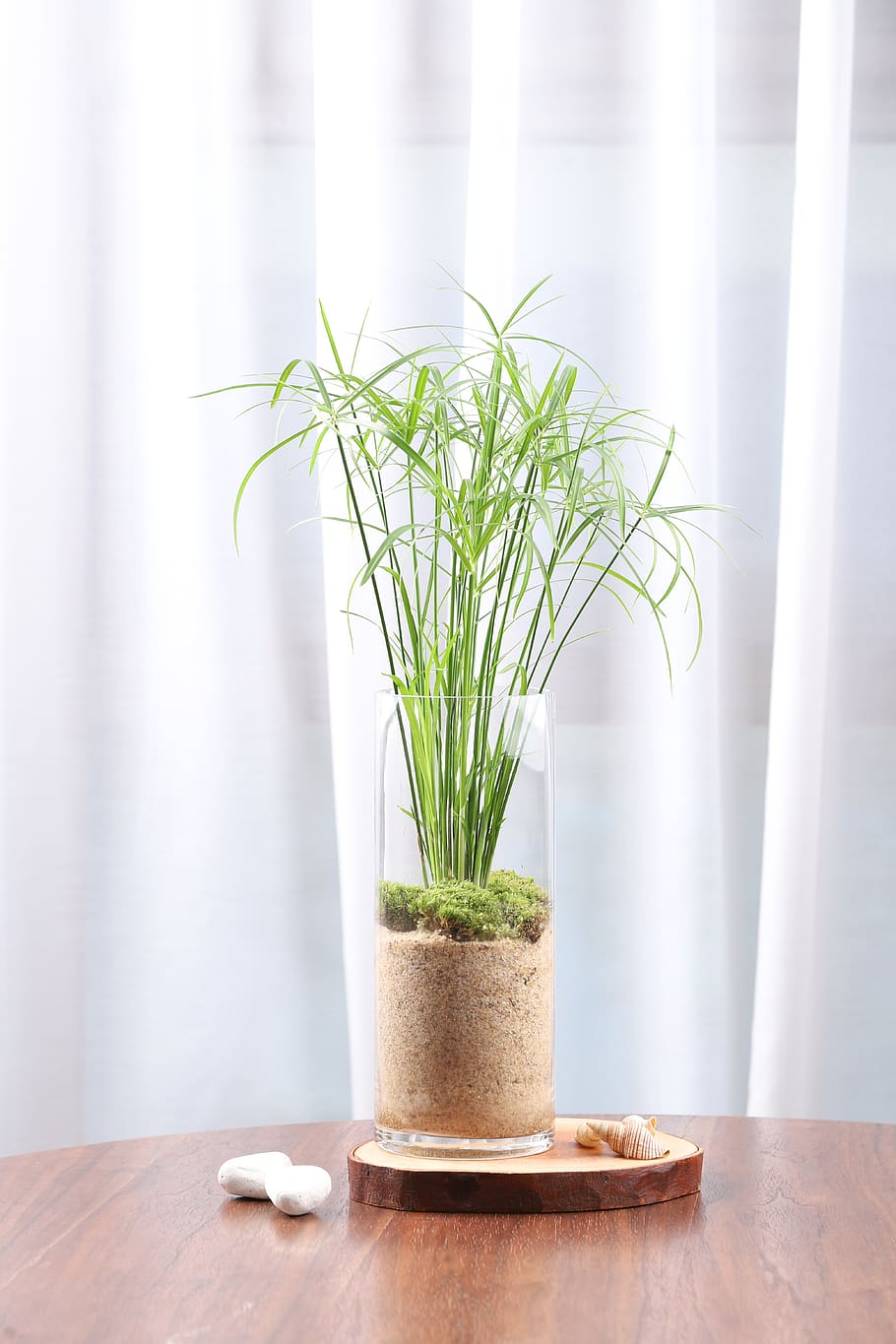 papyrus, hydroponic plants, terrarium, plant, growth, indoors, potted plant, nature, table, freshness