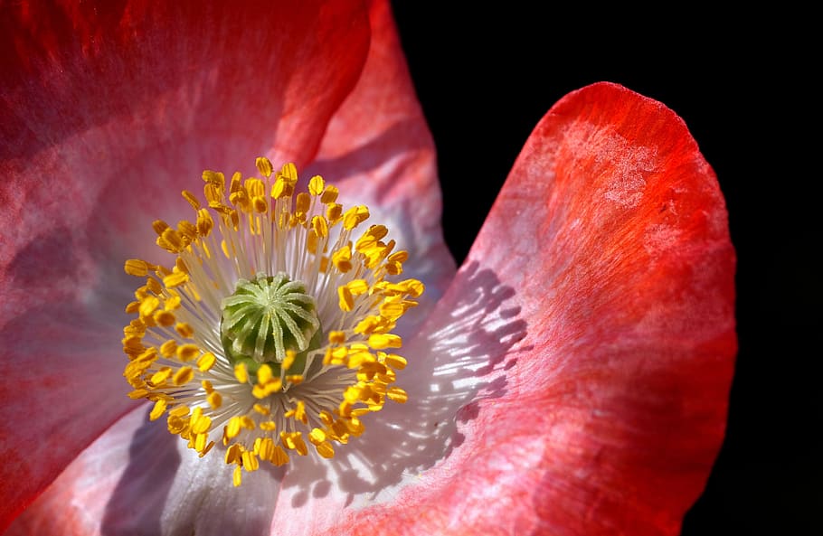 close, photograph, red, white, flower, poppy, poppy flower, macro, pollen, stamp